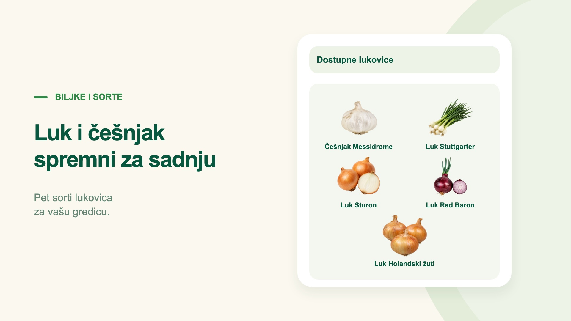 Luk i češnjak spremni za sadnju