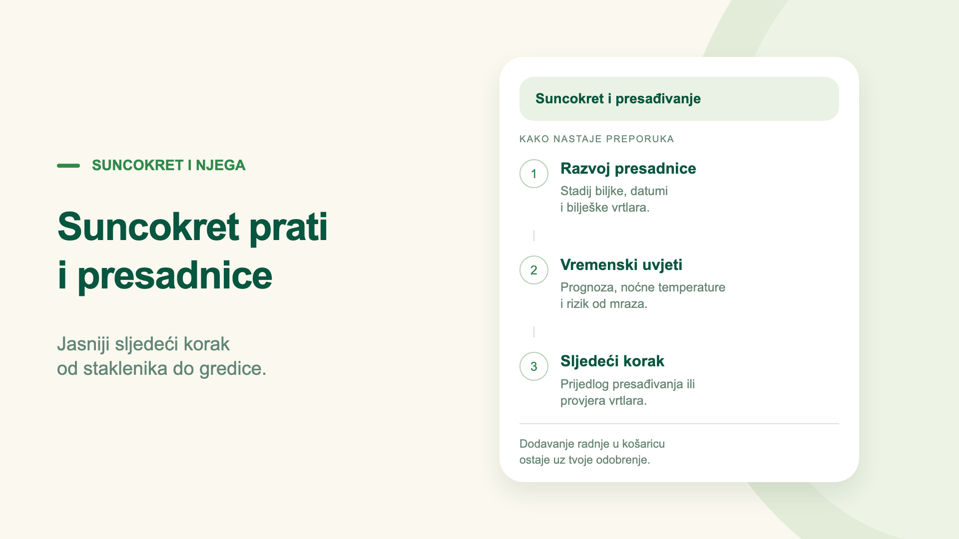 Suncokret prati i presadnice